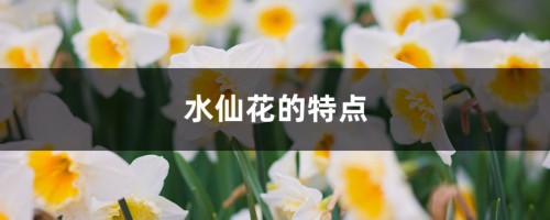 水仙花的特点