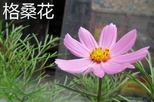 格桑花叶片