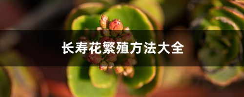 长寿花繁殖方法大全