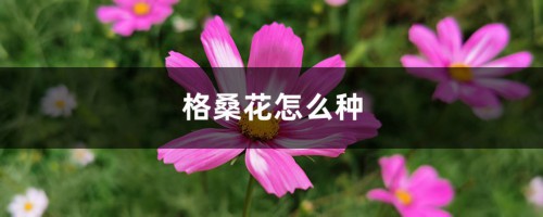 格桑花怎么种